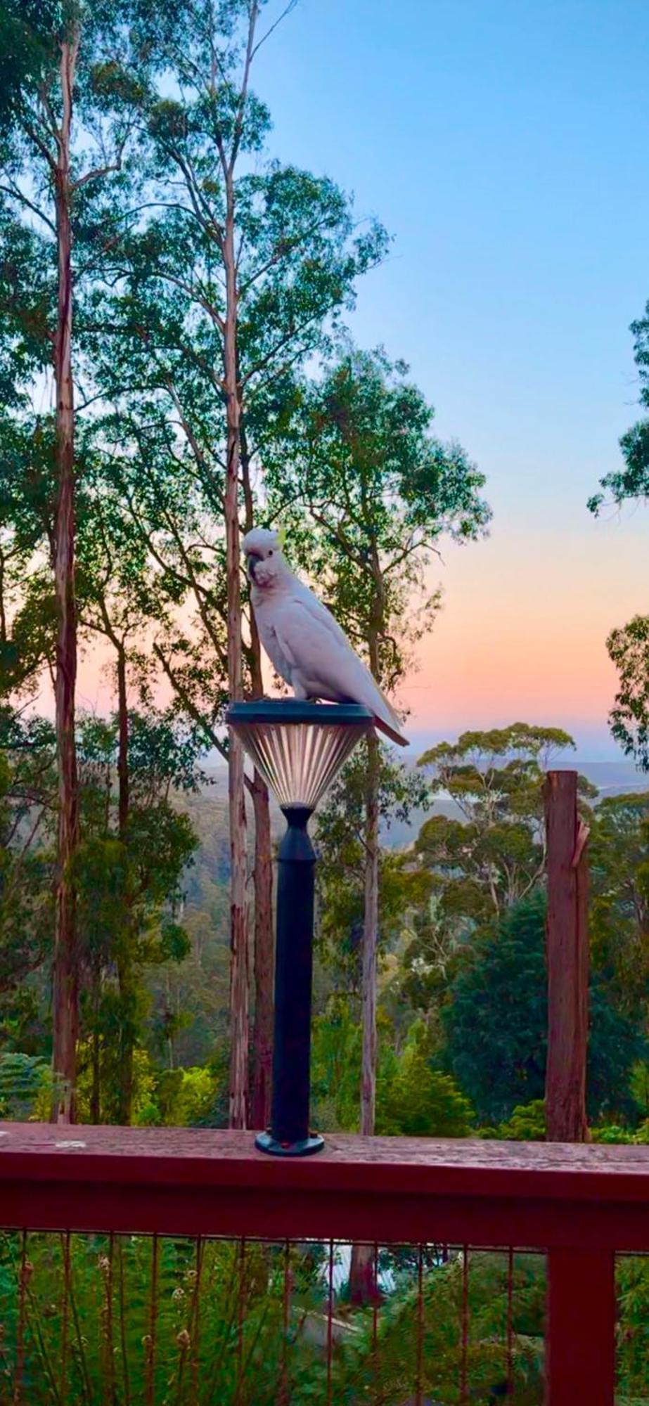 Melbourne Topview Villa In Dandenong Ranges Near Skyhigh Kalorama Εξωτερικό φωτογραφία