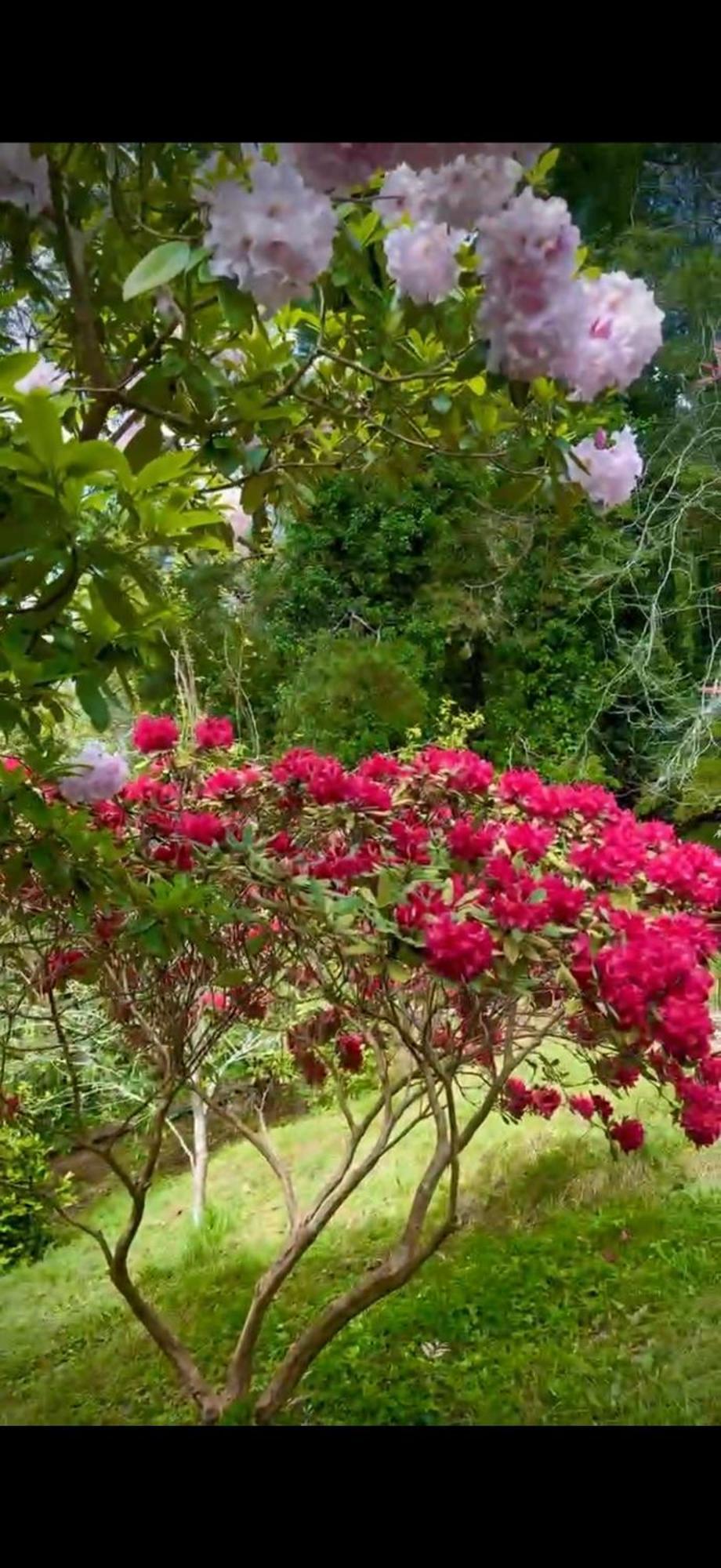 Melbourne Topview Villa In Dandenong Ranges Near Skyhigh Kalorama Εξωτερικό φωτογραφία