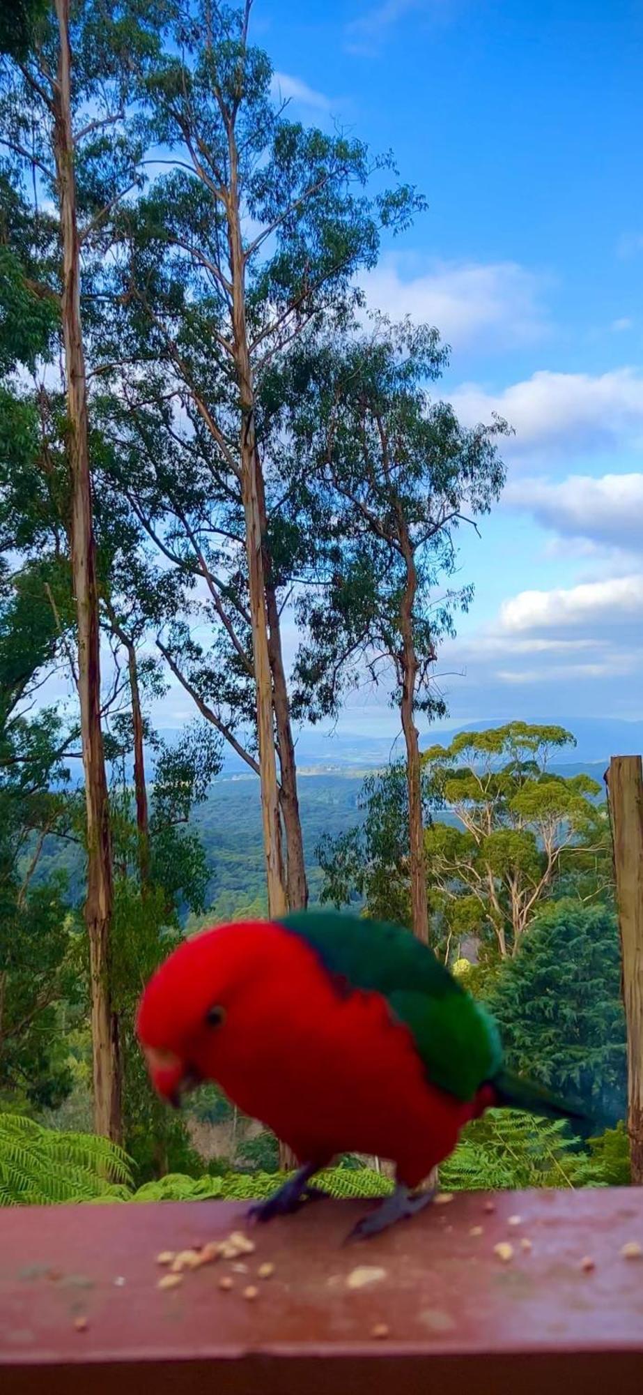Melbourne Topview Villa In Dandenong Ranges Near Skyhigh Kalorama Εξωτερικό φωτογραφία